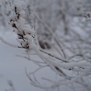 Белое безмолвие. ( Айзек, юноша Come4arts Doomsday)