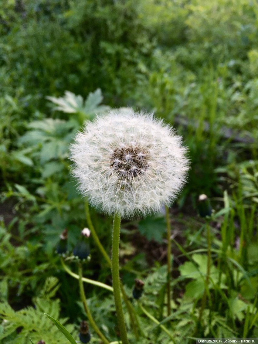 Майский вечер с куколкой Isul Souji Okita