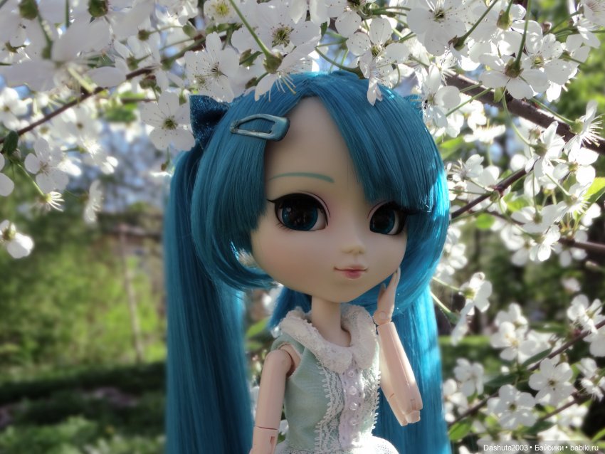 Майские воспоминания... Прекрасная Pullip Hatsune Miku и не менее прекрасные вишневые цветы