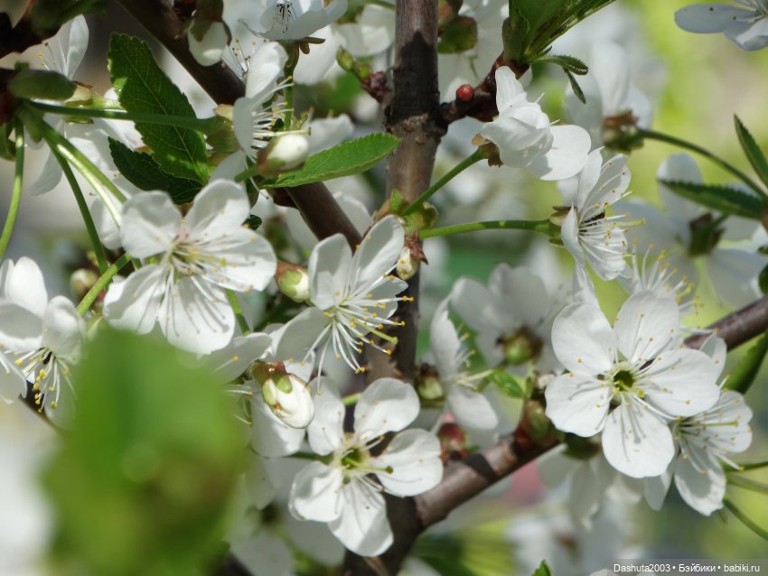 Майские воспоминания... Прекрасная Pullip Hatsune Miku и не менее прекрасные вишневые цветы