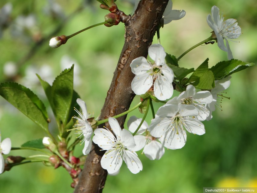 Майские воспоминания... Прекрасная Pullip Hatsune Miku и не менее прекрасные вишневые цветы