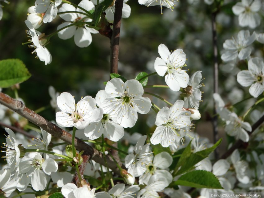 Майские воспоминания... Прекрасная Pullip Hatsune Miku и не менее прекрасные вишневые цветы