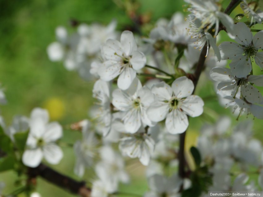 Майские воспоминания... Прекрасная Pullip Hatsune Miku и не менее прекрасные вишневые цветы (фото 10)