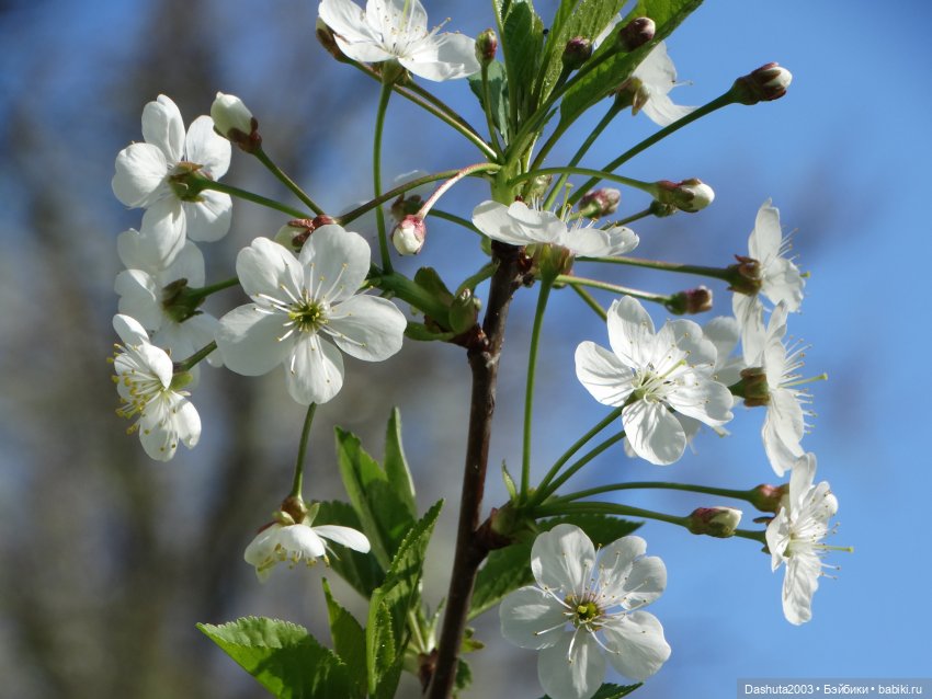 Майские воспоминания... Прекрасная Pullip Hatsune Miku и не менее прекрасные вишневые цветы