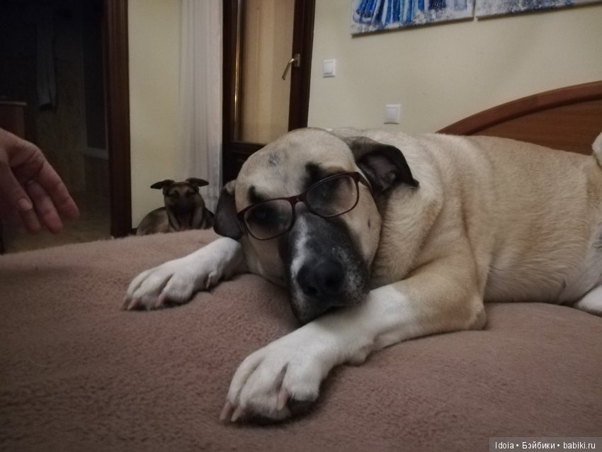 Elena Artamonova Dolls