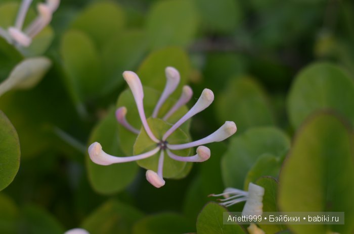 Похождения Кошарика. Danbo | Бэйбики Похождения Кошарика. Danbo (фото 5)