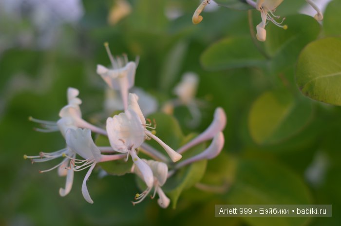 Похождения Кошарика. Danbo | Бэйбики Похождения Кошарика. Danbo (фото 6)