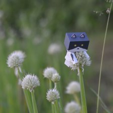 Похождения Кошарика. Danbo