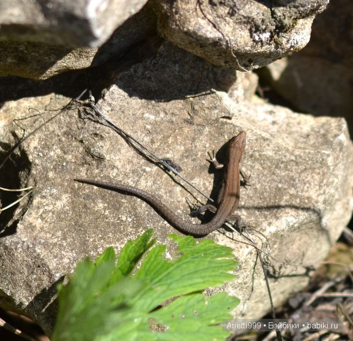 Трудолюбивый кролик — Куклы Souldoll (Соулдолл): BJD (БЖД) (фото 9)