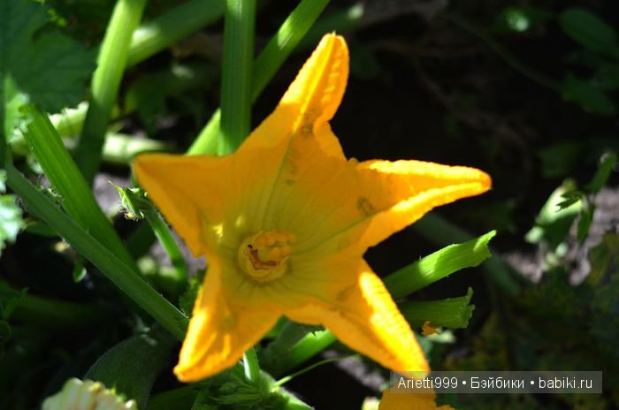 Трудолюбивый кролик — Куклы Souldoll (Соулдолл): BJD (БЖД) (фото 3)