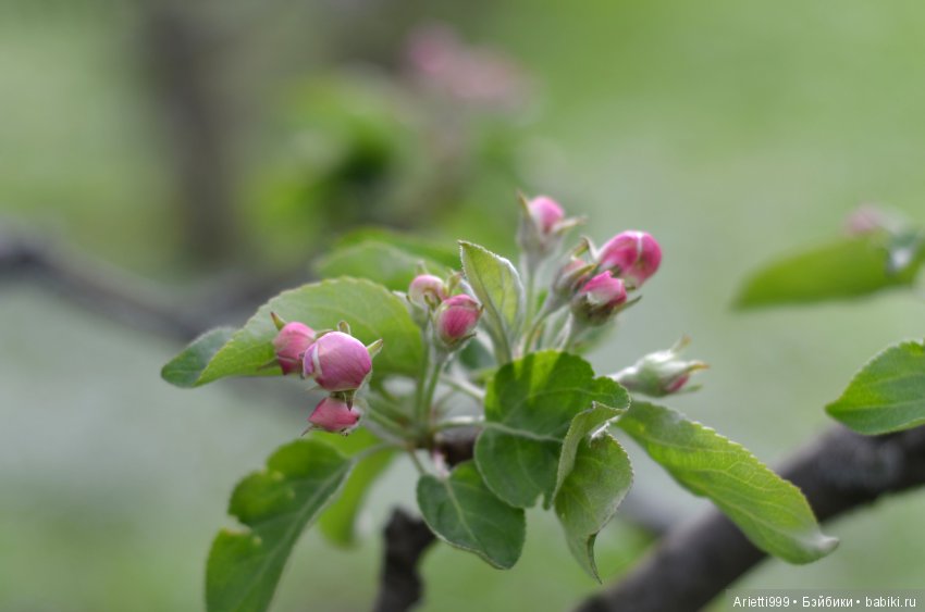 Бжд-пикник — Куклы Souldoll (Соулдолл): BJD (БЖД) (фото 8)