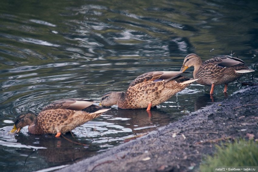 Москва знакомая и незнакомая (фото 7)