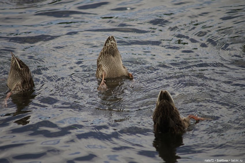 Москва знакомая и незнакомая (фото 8)