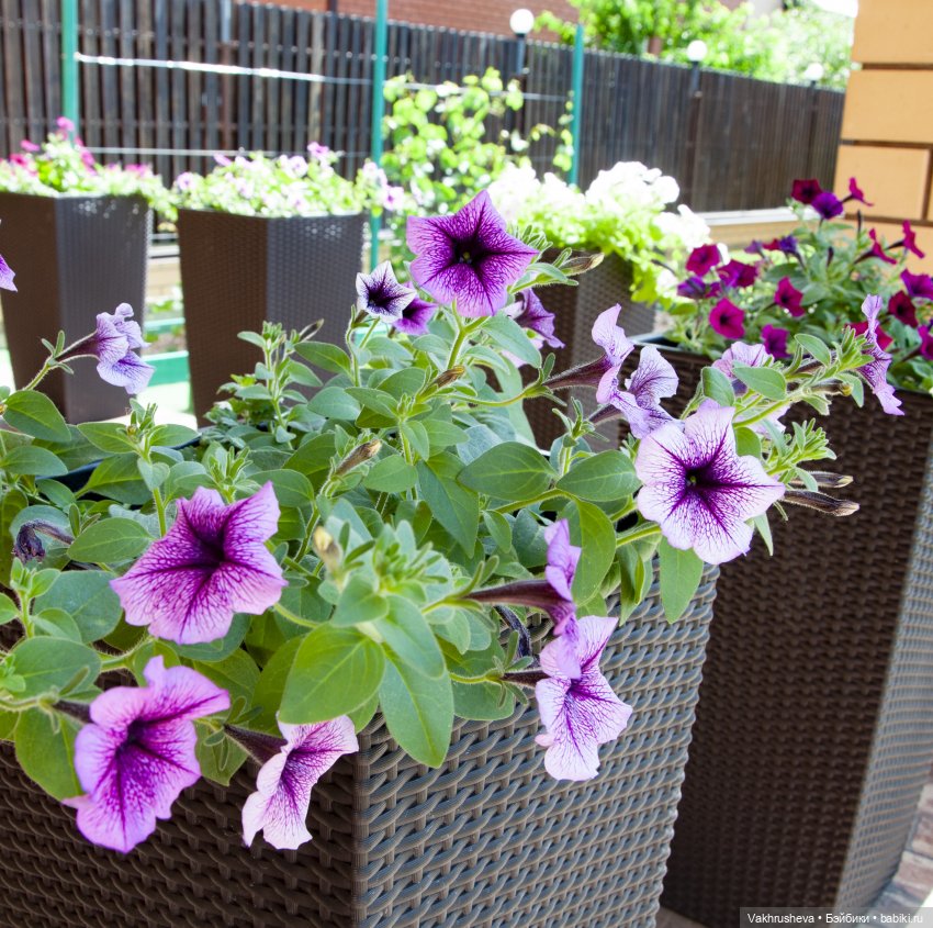 Рубиновый вечер — Куклы Ruby Red (Руби Ред) Fashion Friends: Siblies