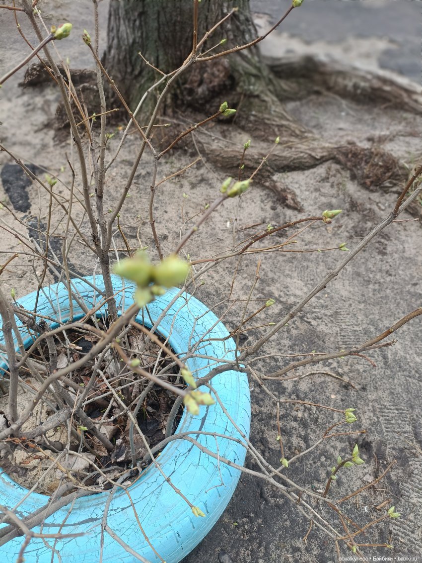 Осень-весна. Новые пушистики