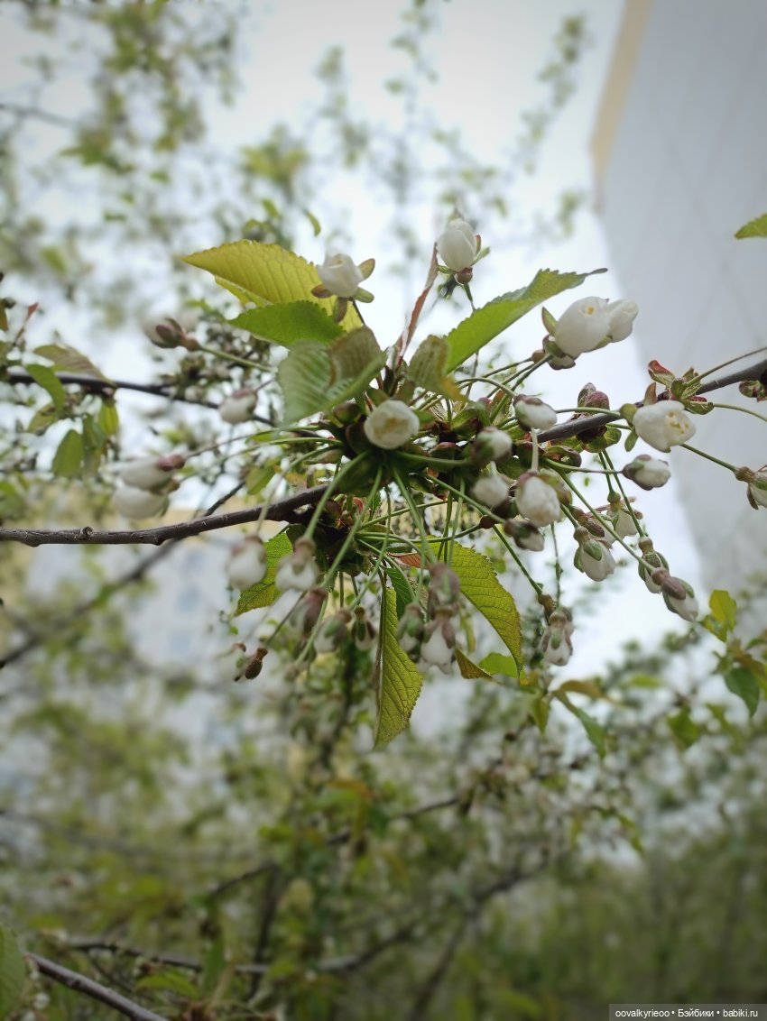 Не много красоты💐🥰 — Куклы Gotz (Готц): Ханна (фото 6)