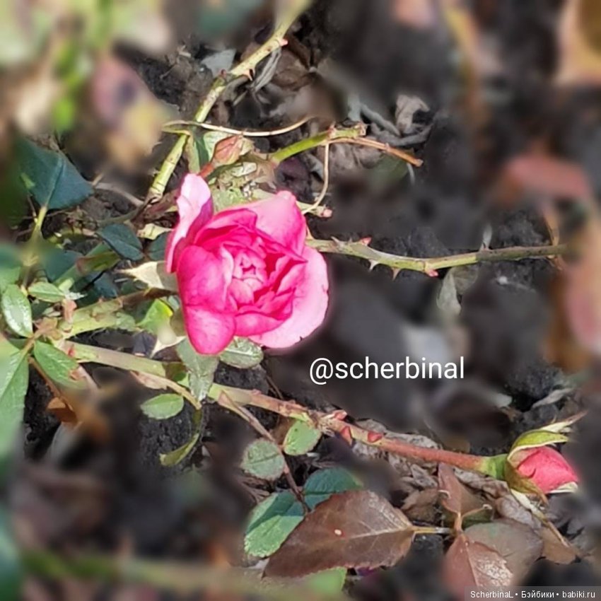 STARKовы LIFE. Первый день зимы (фото 8)