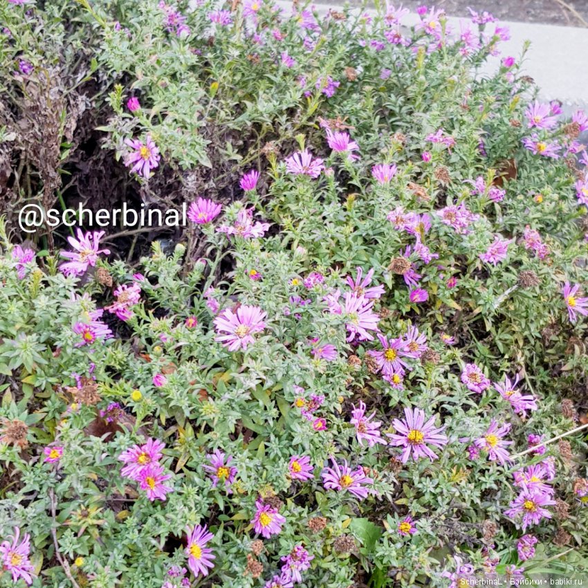 STARKовы LIFE. Первый день зимы