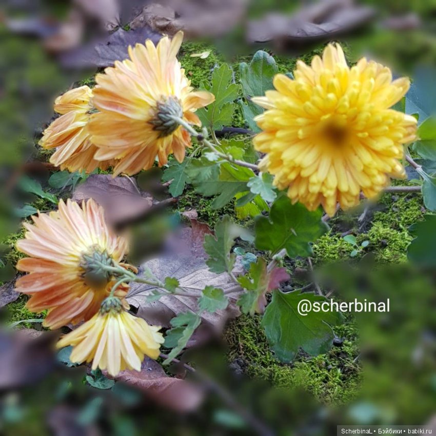 STARKовы LIFE. Первый день зимы (фото 9)