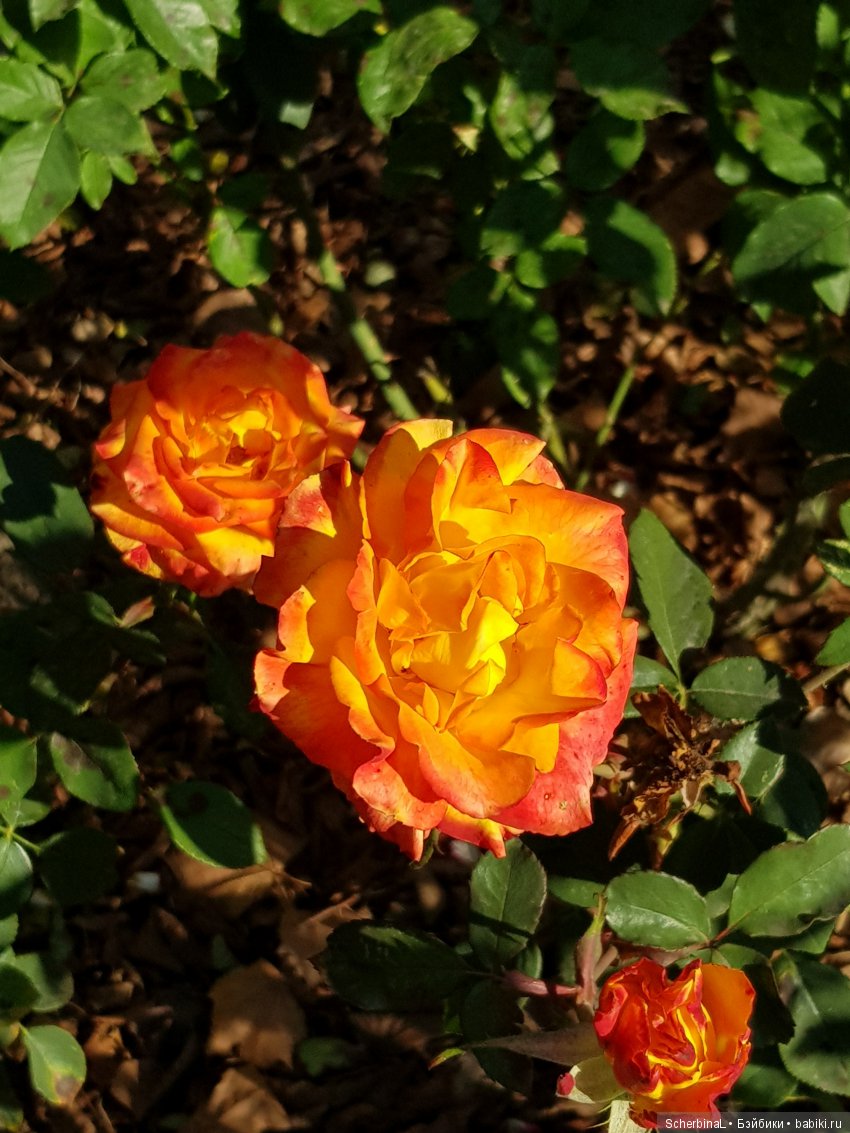 Мои красавицы — Болталка и разговоры обо всем: жизнь