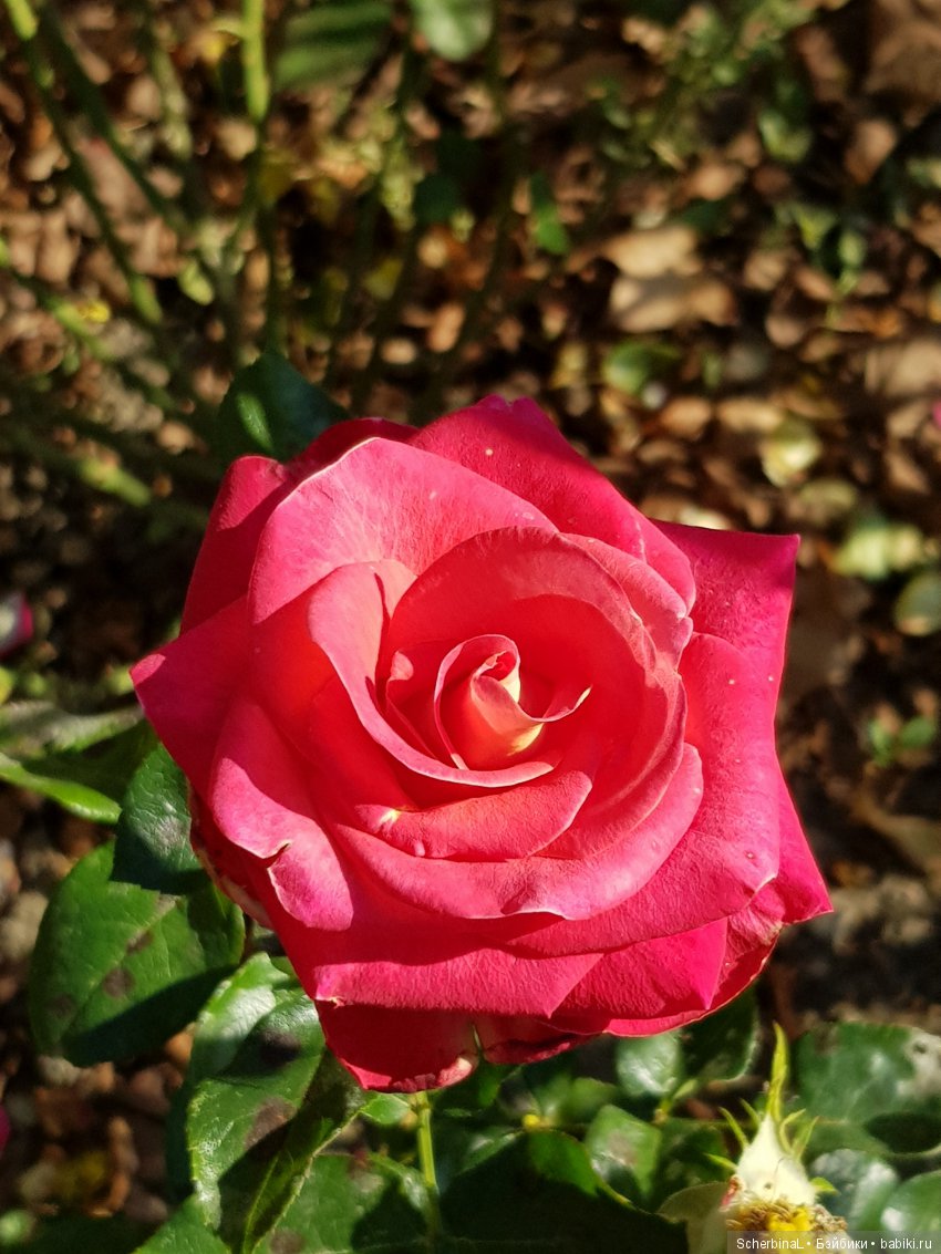 Мои красавицы — Болталка и разговоры обо всем: жизнь