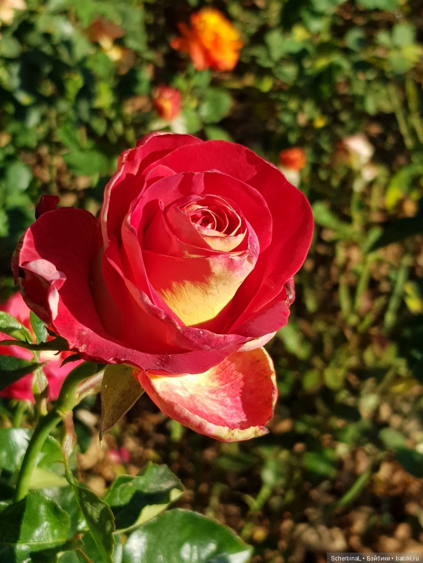 Мои красавицы — Болталка и разговоры обо всем: жизнь