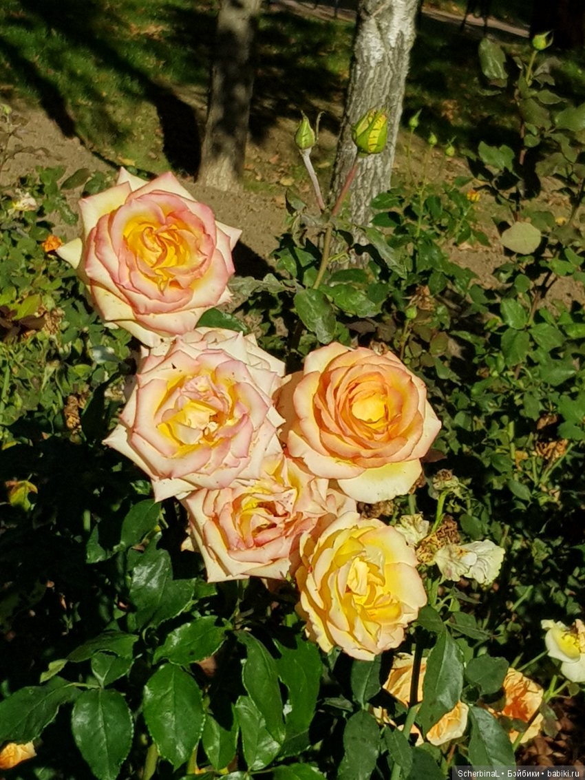 Мои красавицы — Болталка и разговоры обо всем: жизнь