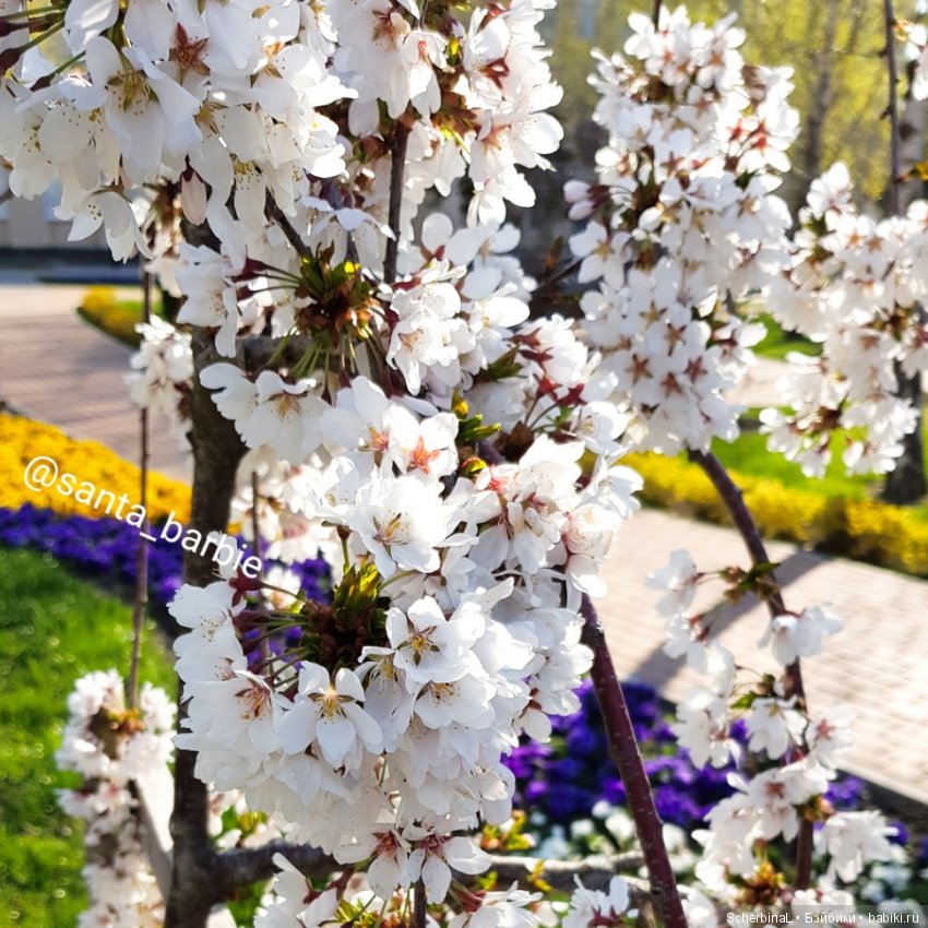 Santa-Barbie. Журнал. Апрель (фото 10)