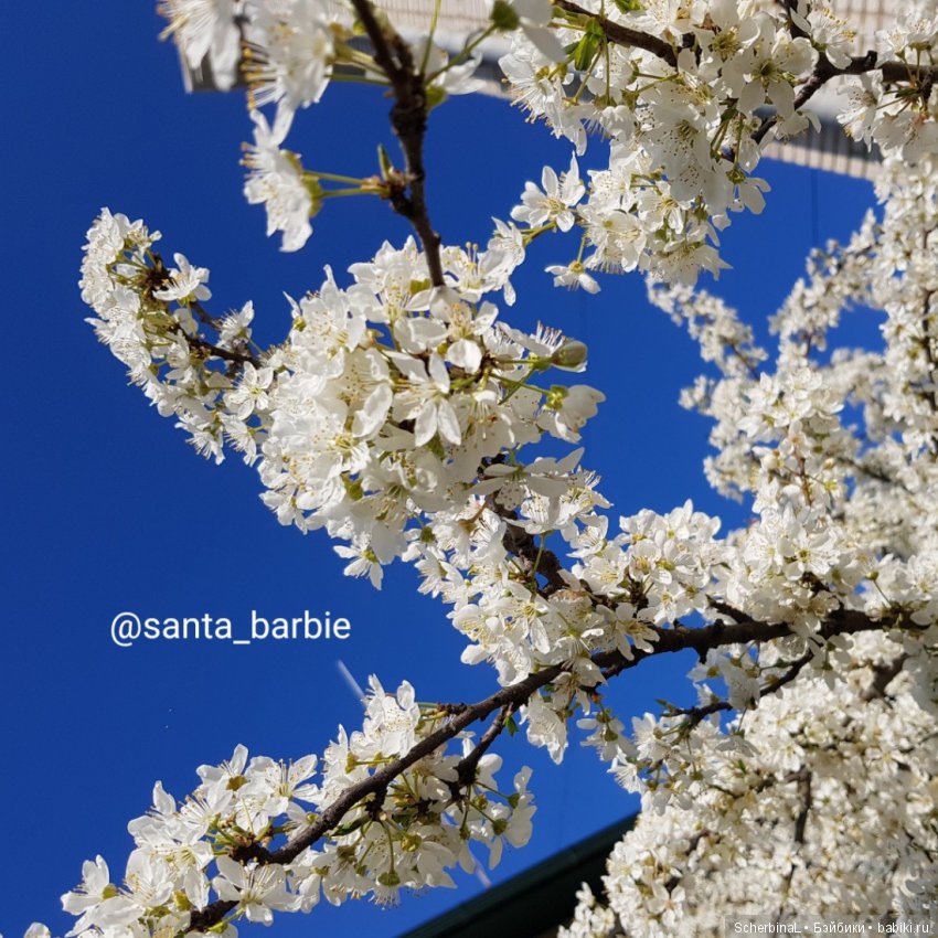 Santa-Barbie. Журнал. Апрель (фото 6)