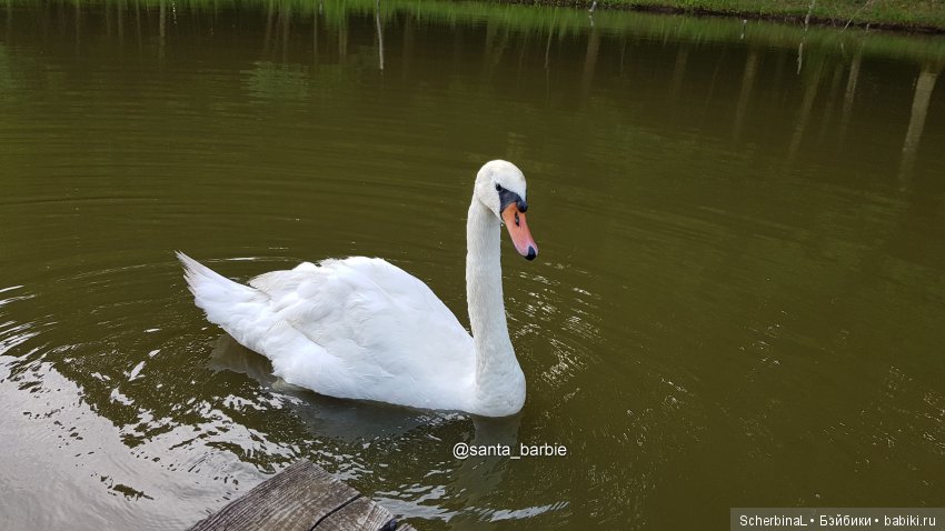 Три с половиной грации. Девочки отдыхают