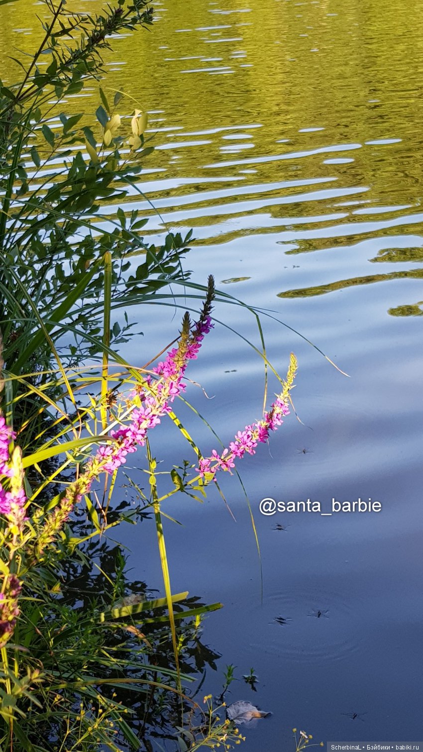 Три с половиной грации. Девочки отдыхают