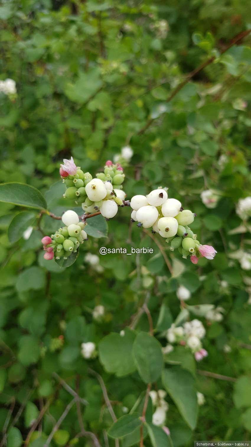 Три с половиной грации. Девочки отдыхают