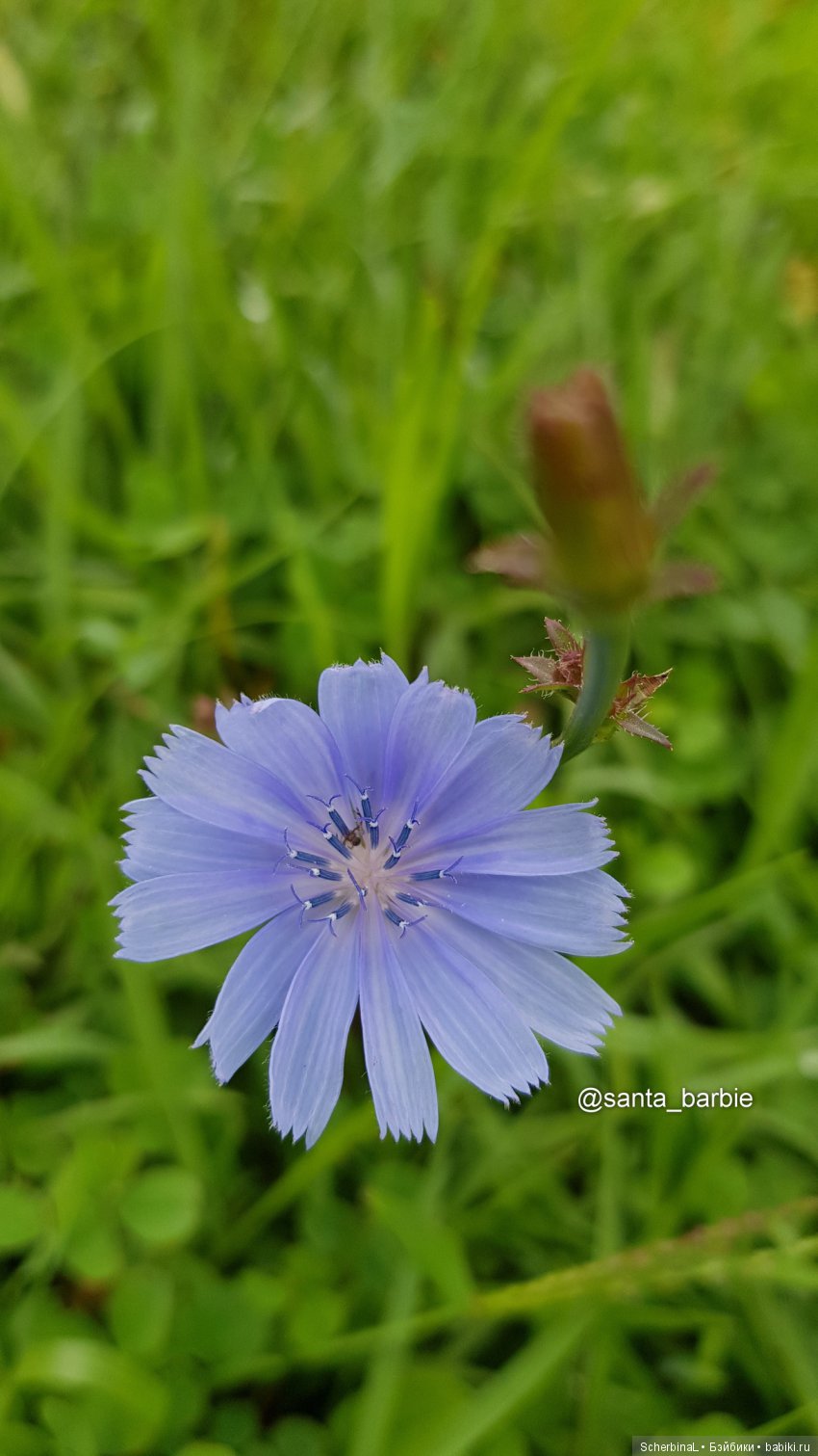Три с половиной грации. Девочки отдыхают