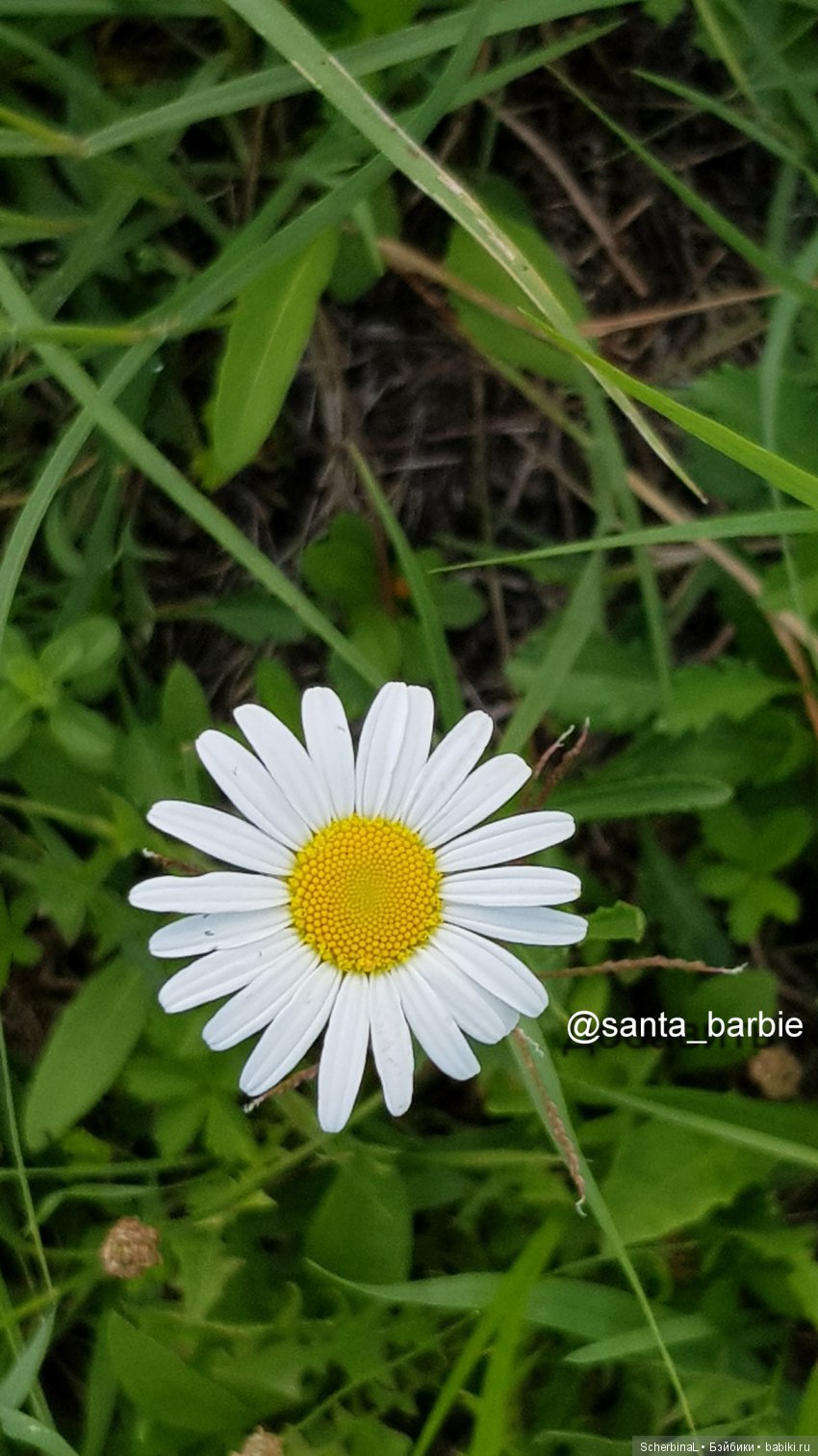 Три с половиной грации. Девочки отдыхают