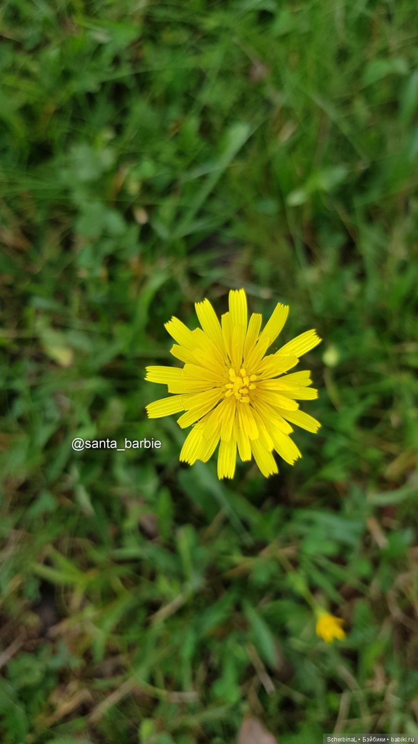 Три с половиной грации. Девочки отдыхают