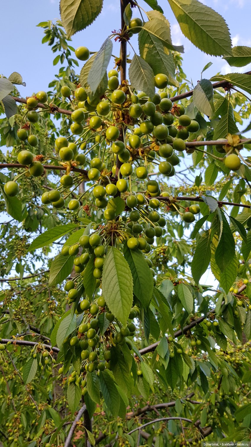 Краски лета: зелёный — Коллекционные экшн