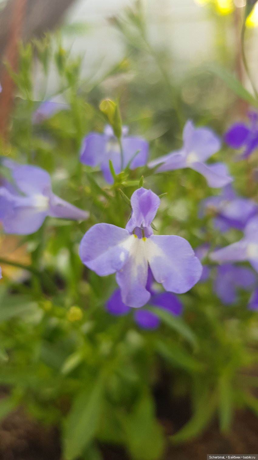 Краски лета: голубой — Коллекционные экшн