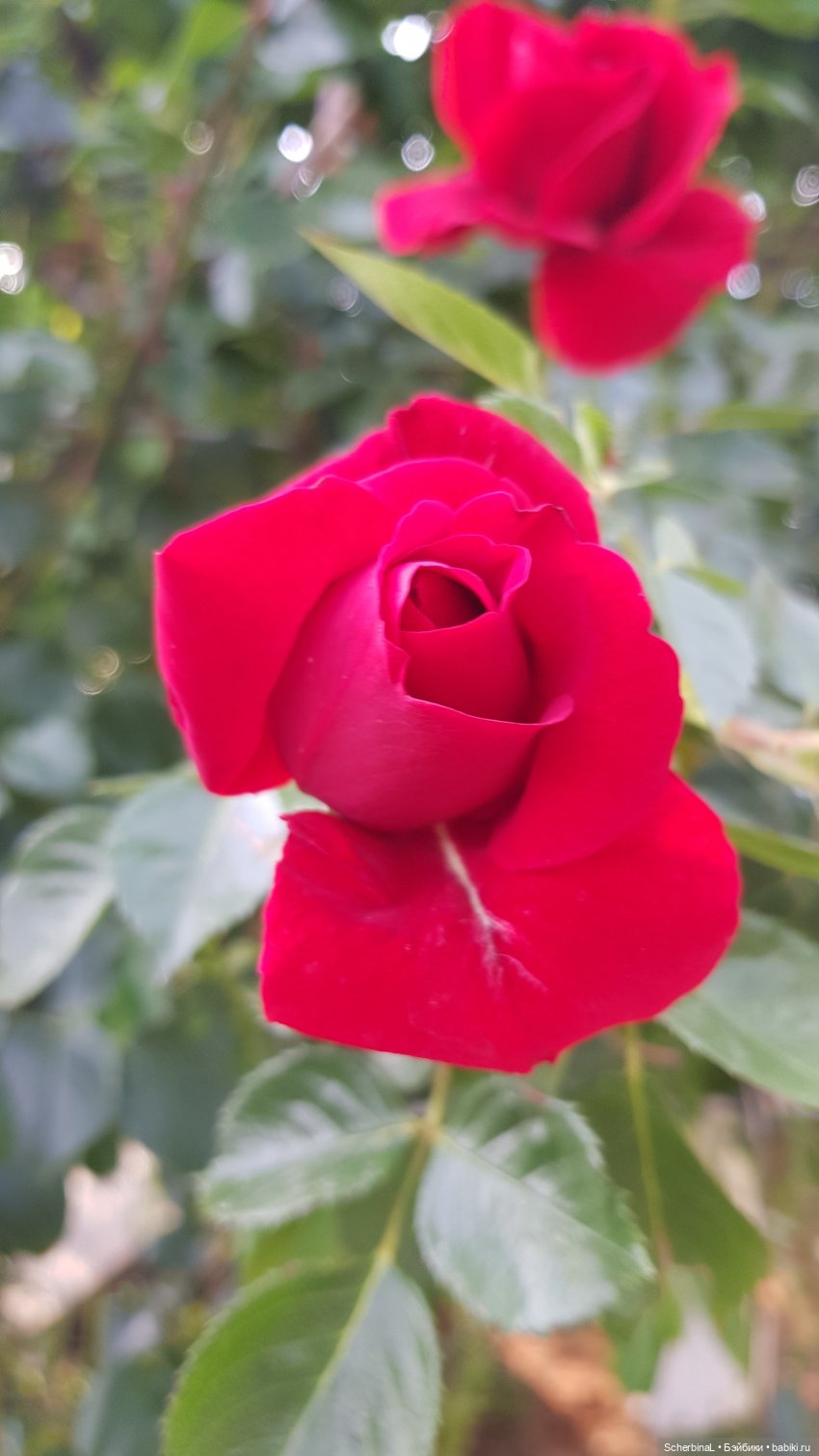 Краски лета: красный — Коллекционные экшн