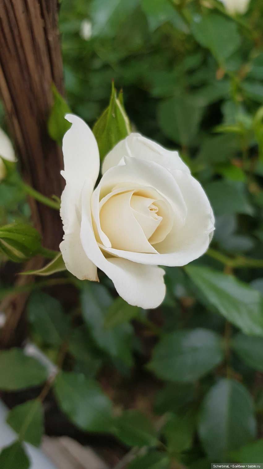 Краски лета: белый — Коллекционные экшн