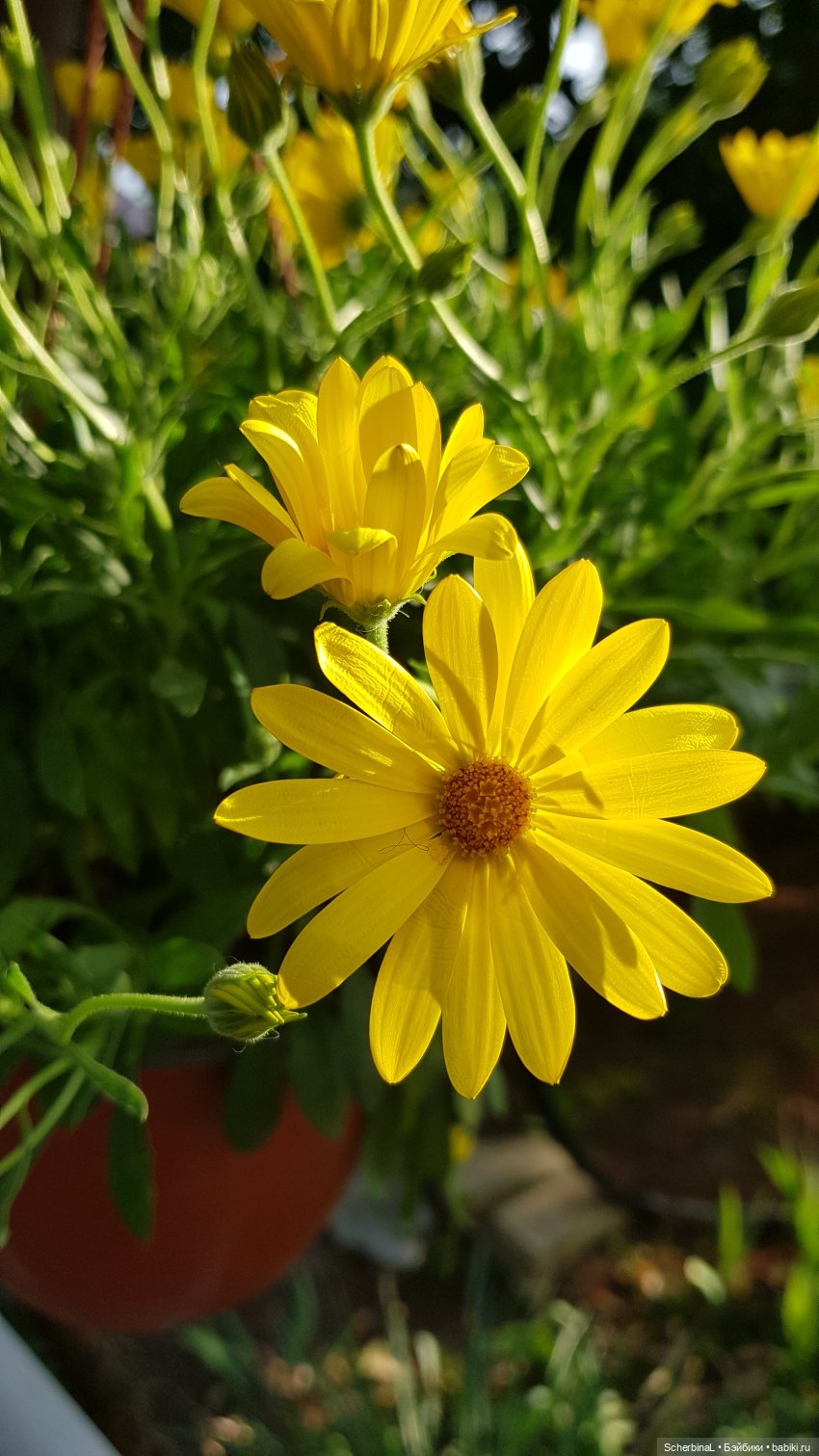 Краски лета: жёлтый — Коллекционные экшн (фото 9)