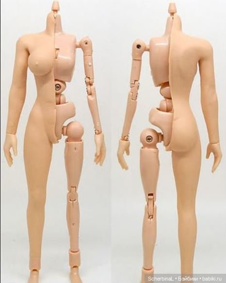 Строение тела на пластиковом каркасе Строение тела на пластиковом каркасе