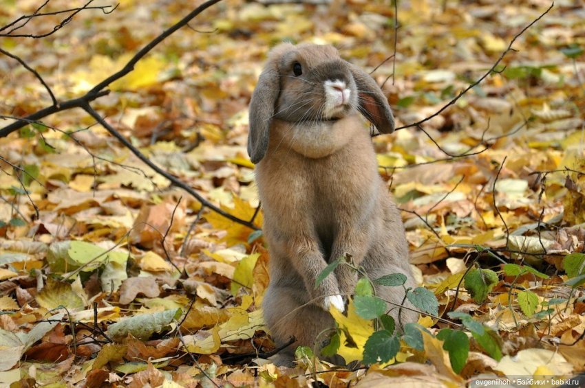 Теплая осень для Катарины