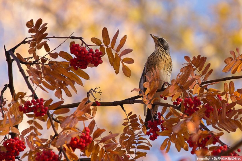 Теплая осень для Катарины (фото 9)