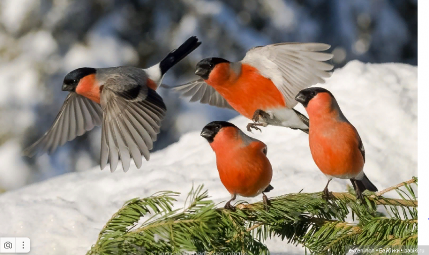 "Снегири прилетели!" Новые праздничные наряды для куколок Готц