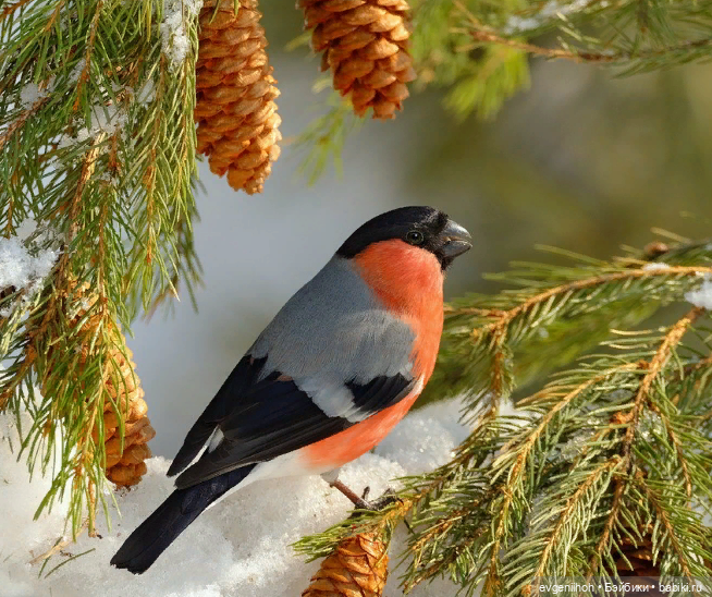"Снегири прилетели!" Новые праздничные наряды для куколок Готц (фото 8)