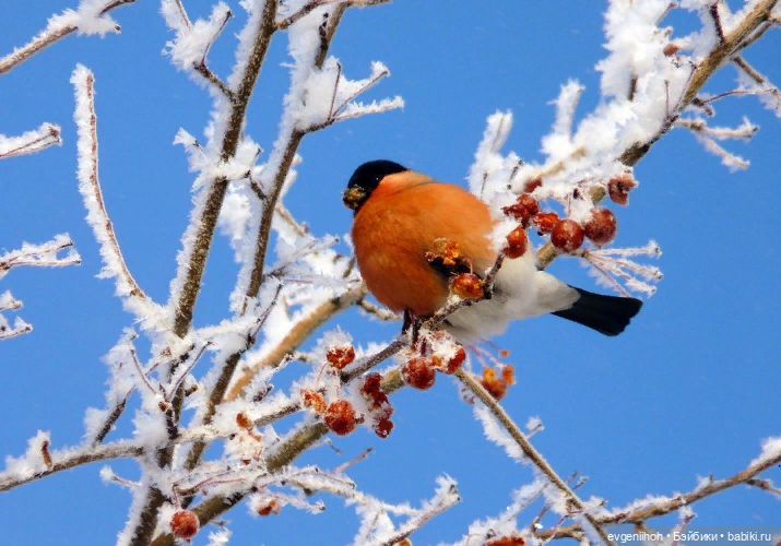 "Снегири прилетели!" Новые праздничные наряды для куколок Готц