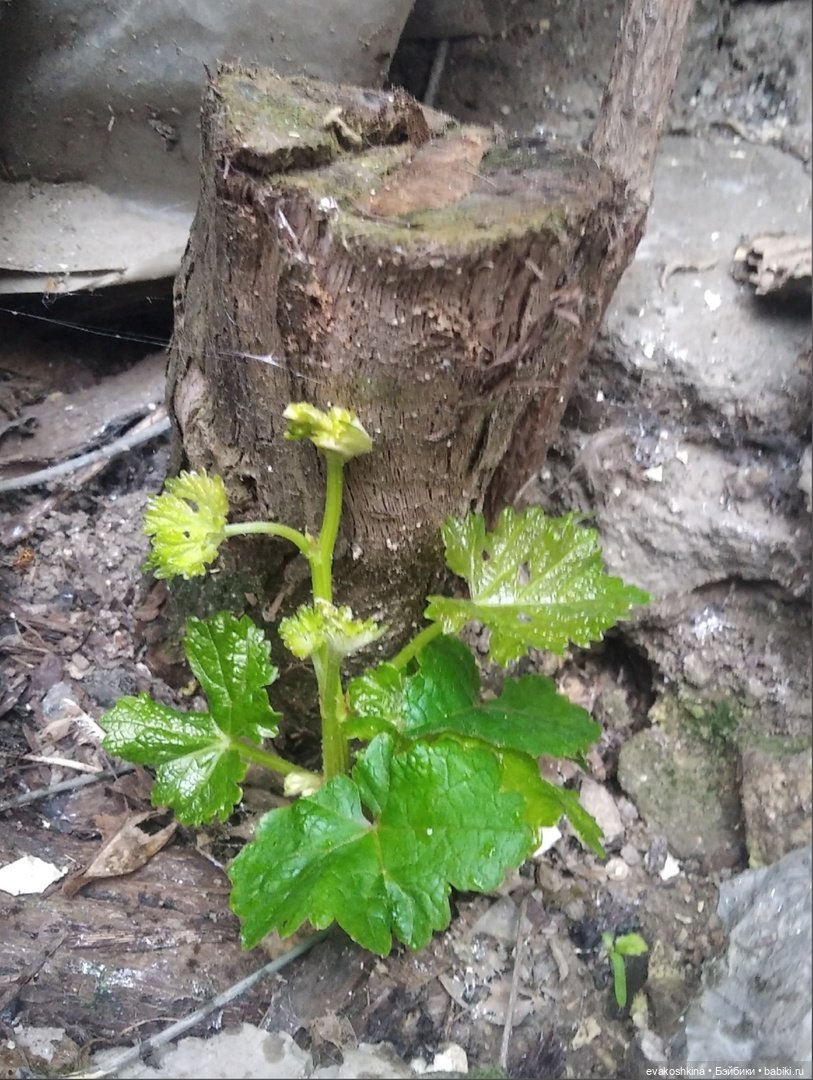 Июль, жара, стихи, дожди...и куклы! - неожиданная радуга