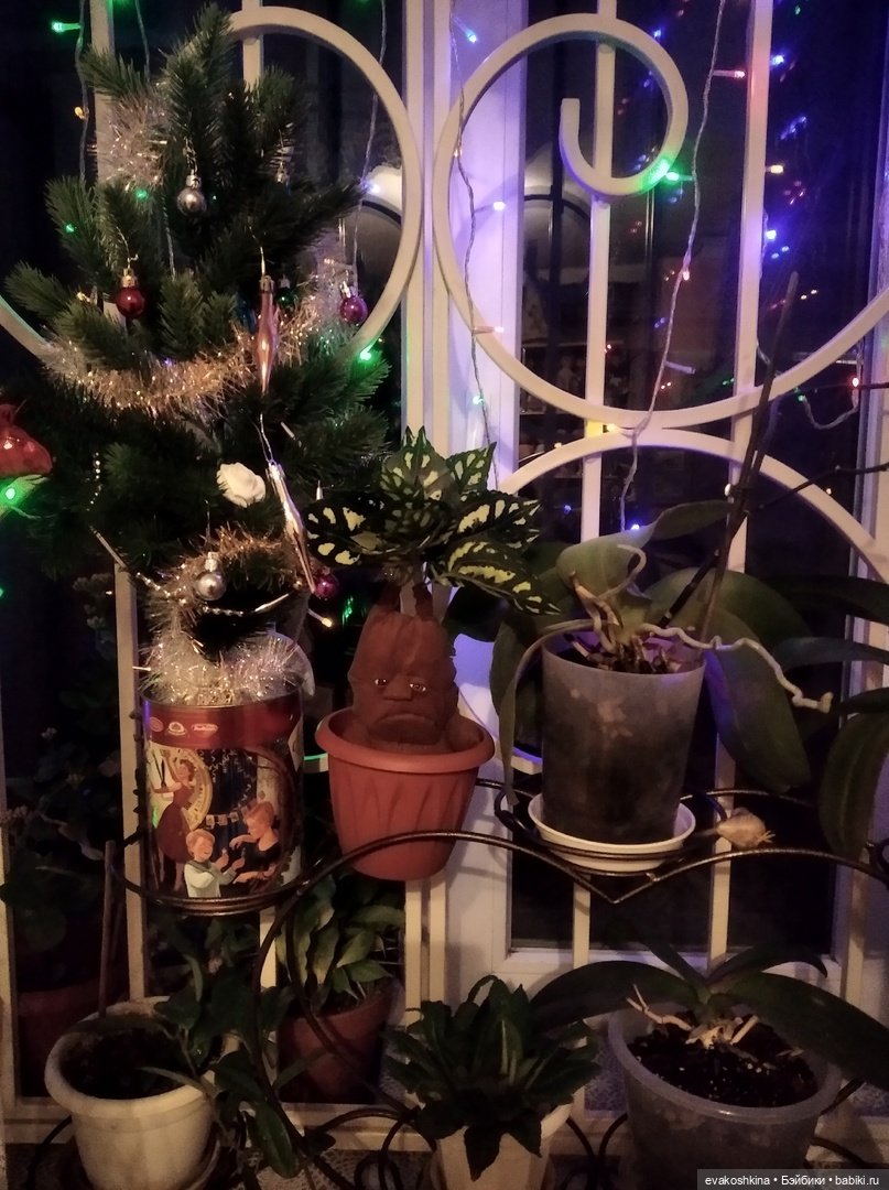 Мандрагора как подарок на Рождество, моя версия