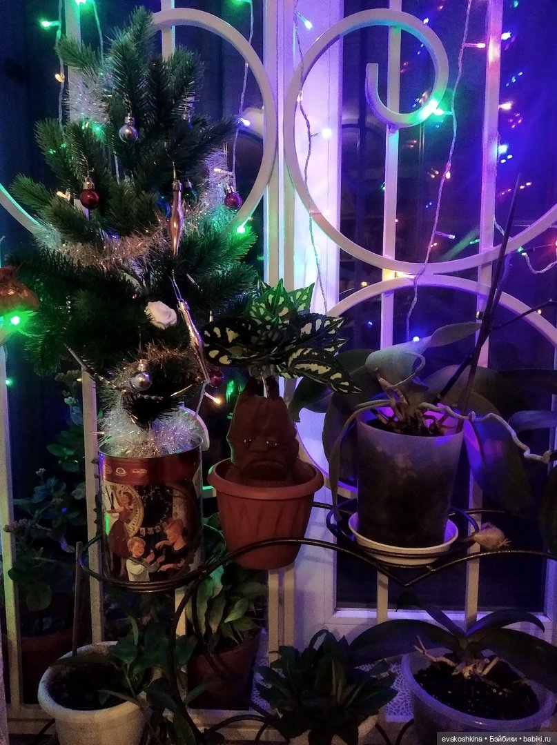 Мандрагора как подарок на Рождество, моя версия