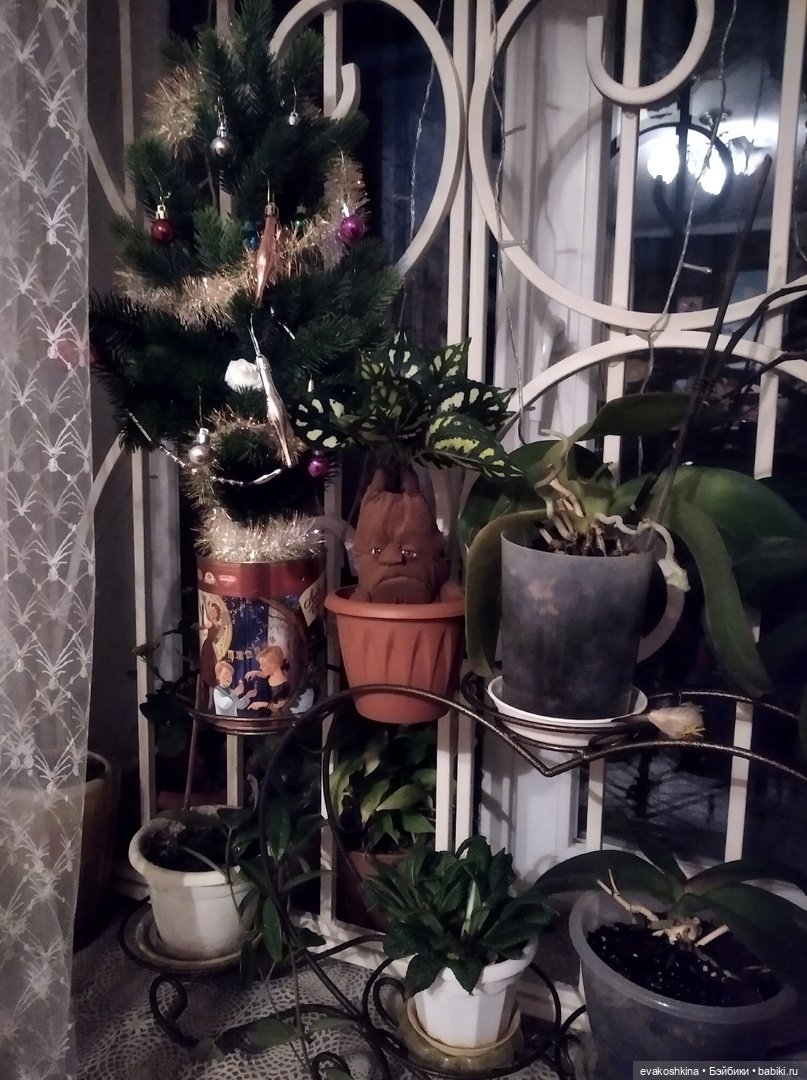 Мандрагора как подарок на Рождество, моя версия (фото 6)